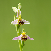 Bee Orchid