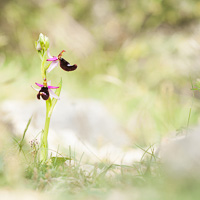 Bertoloni's Bee Orchid