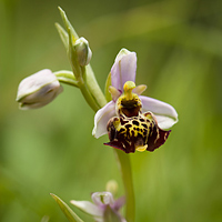 Ophrys holosericea