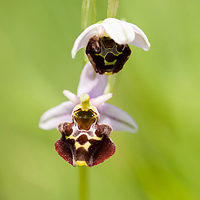 Ophrys holosericea