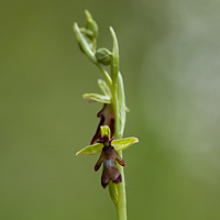 Fly Orchid