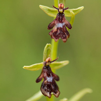 Fly Orchid