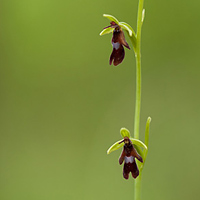 Fly Orchid