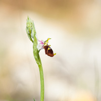 Ophrys