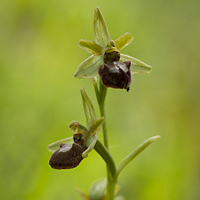 Early Spider-Orchid