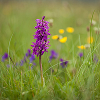 Orchis mascula