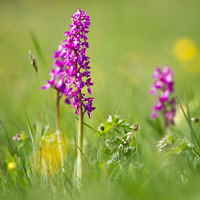 Orchis mascula