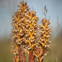 Orobanche lutea