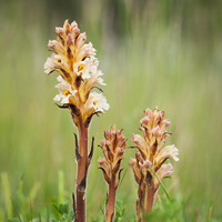 Orobanche spec