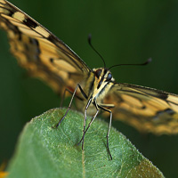 Swallowtail