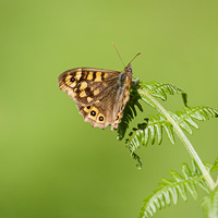 Speckled Wood