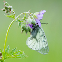 Clouded Apollo