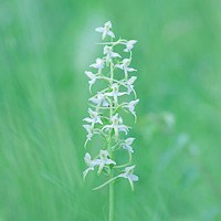 Lesser Butterfly-orchid