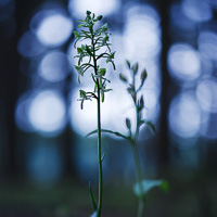 Greater Butterfly-orchid