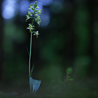 Greater Butterfly-orchid