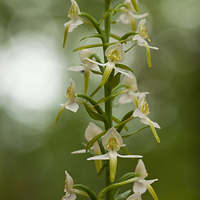 Greater Butterfly-orchid