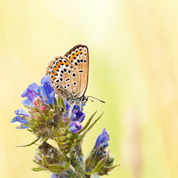 Silver-studded Blue