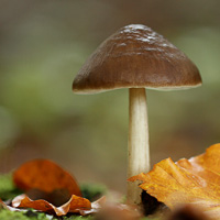 Pluteus cervinus