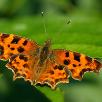 Comma butterfly