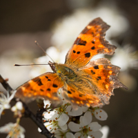 Comma butterfly