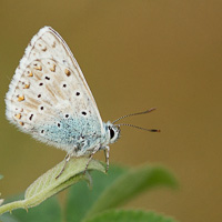 Chalkhill Blue