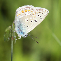 Common Blue