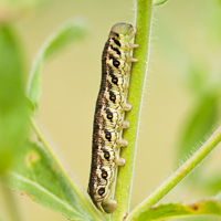 Willowherb hawkmoth