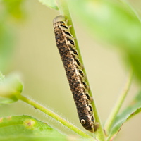 Willowherb hawkmoth