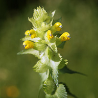 Rhinanthus