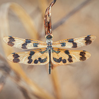 Banded Flutterer