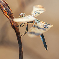 Banded Flutterer