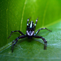 Jumping spider