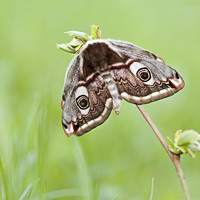 Small Emperor Moth