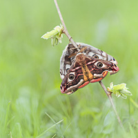 Small Emperor Moth