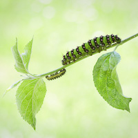 Small Emperor Moth