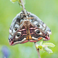 Small Emperor Moth