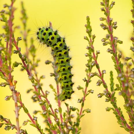 Small Emperor Moth