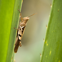 grasshopper