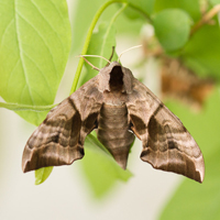 Eyed Hawk-Moth