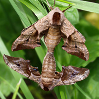 Eyed Hawk-Moths