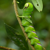 Privet Hawk-moth