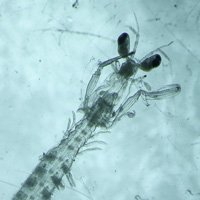Stomatopod larvae