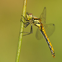 Black darter