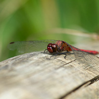 Ruddy darter