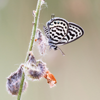 Little tiger blue