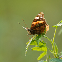 Red Admiral