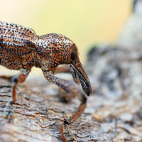 Weevil