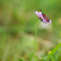 Zygaena carniolica