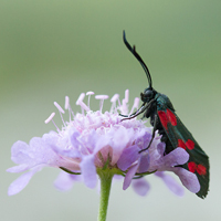 Six-spot burnet