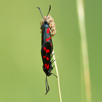 Six-spot burnets